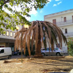 punteruolo-rosso-palma-marconia-basilicata-magazine